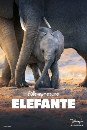 Capa do filme Elefante para assistir online em HD